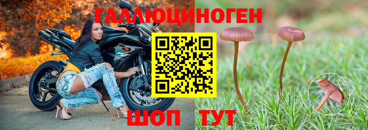 Галлюциногенные грибы Cubensis  Вход с VPN  Красный Сулин 